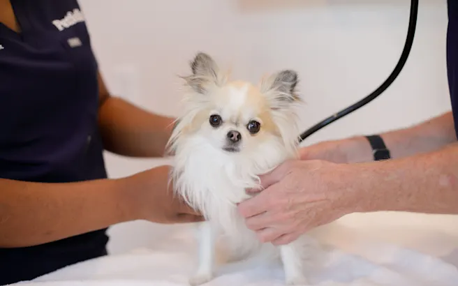 Early Disease Detection: A Pet Parent's Guide