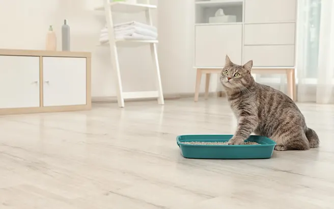 Blocked Cats: Signs, Treatments, and Prevention