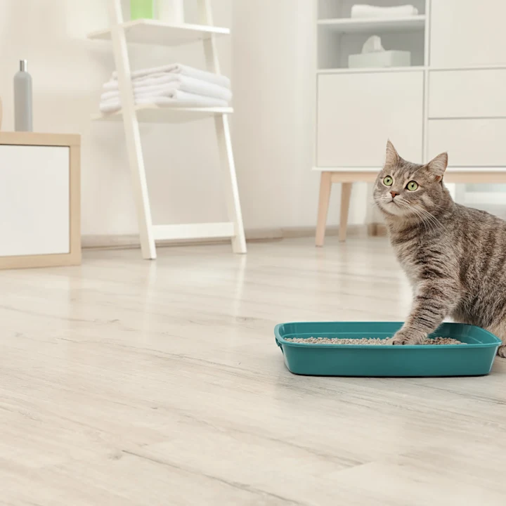 Blocked Cats: Signs, Treatments, and Prevention