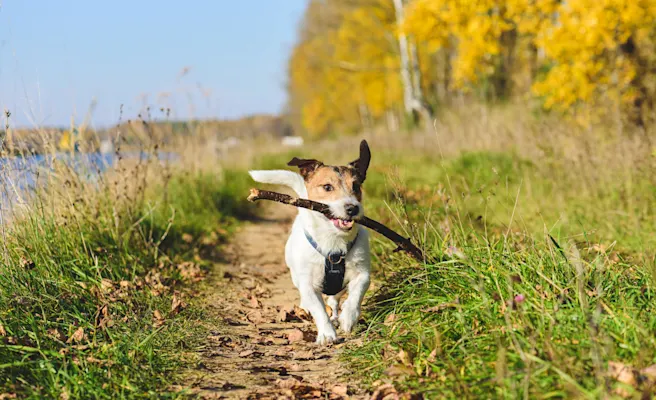 Parks, Restaurants & More Fun Things to Do With Your Dog in Cary, NC