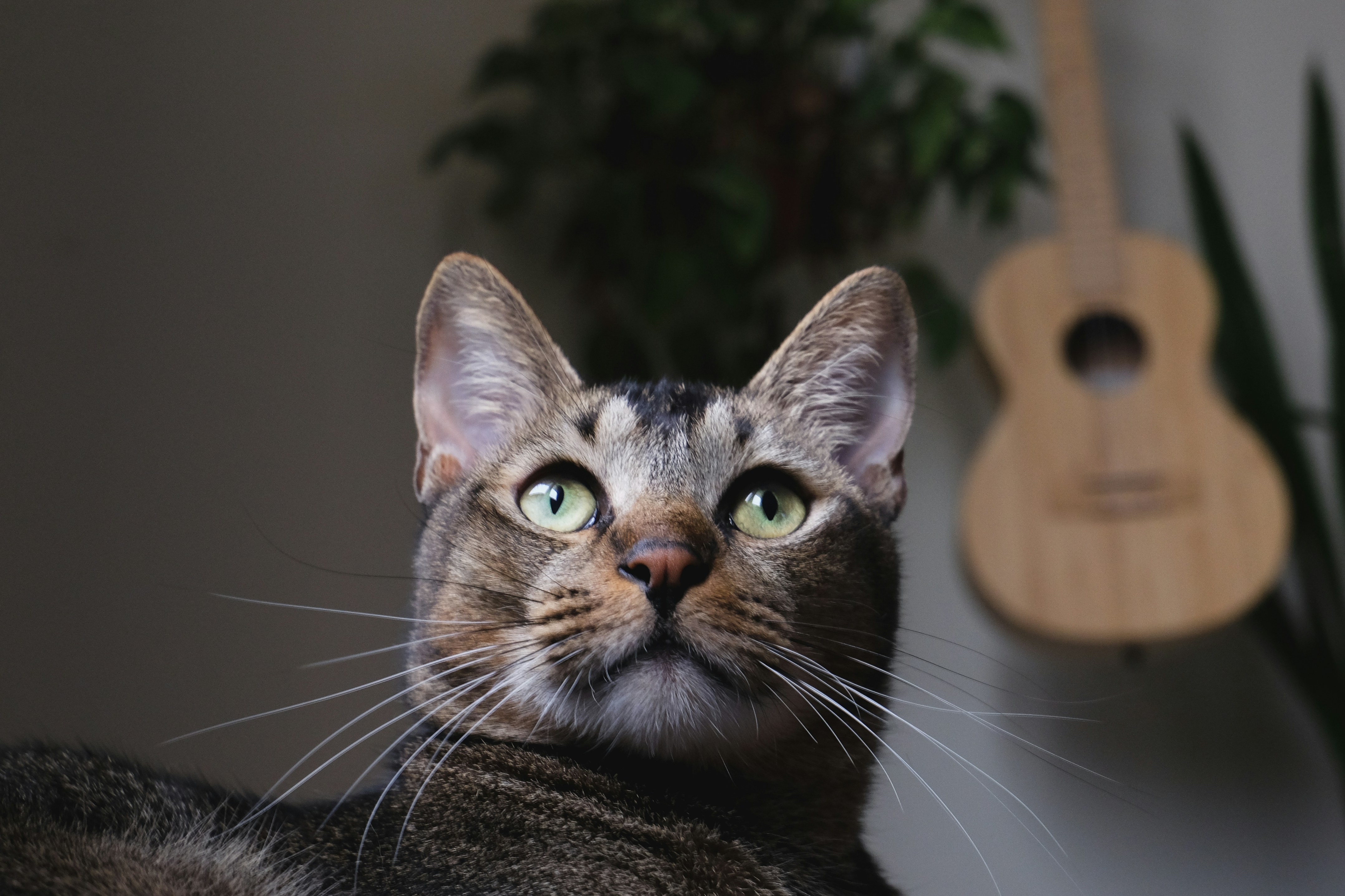 Cat Ear Discharge: Causes & Treatment | Petfolk