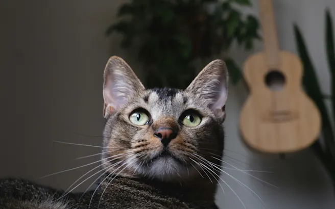 Cat Ear Discharge: Causes & Treatment | Petfolk