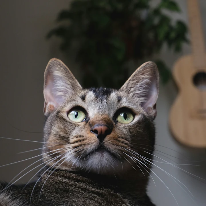 Cat Ear Discharge: Causes & Treatment | Petfolk