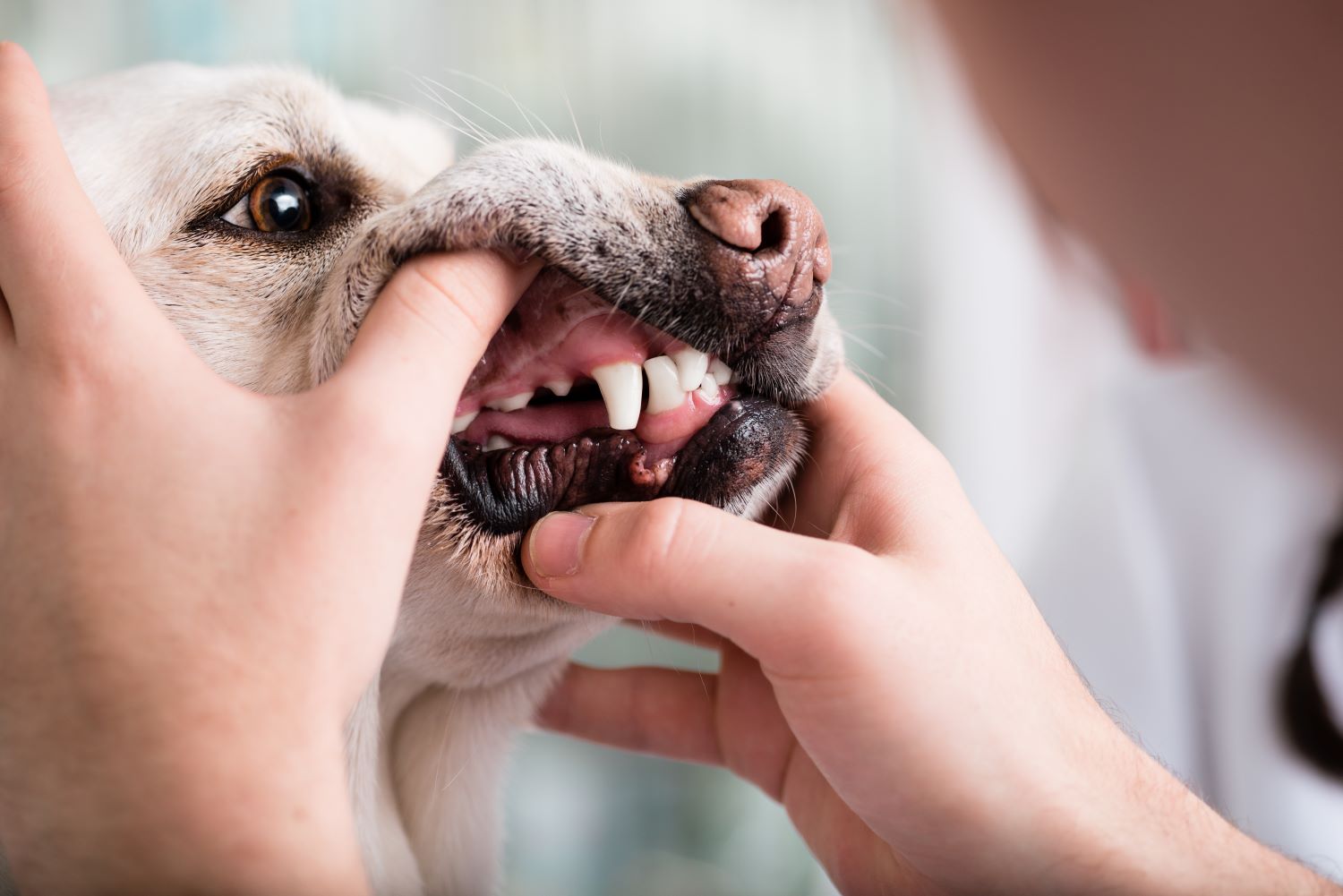 What Are the Signs of Dental Distress and Tooth Pain in Dogs? | Petfolk