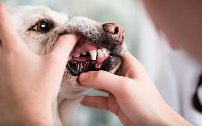 How to Tell if Your Dog Has a Toothache