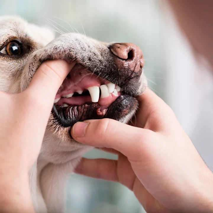 How to Tell if Your Dog Has a Toothache