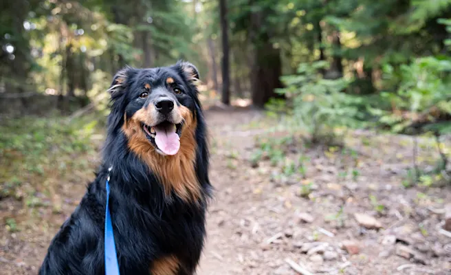 5 Best Dog-Friendly Hiking Trails in Fort Mill