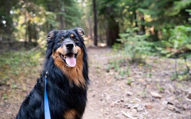 5 Best Dog-Friendly Hiking Trails in Fort Mill