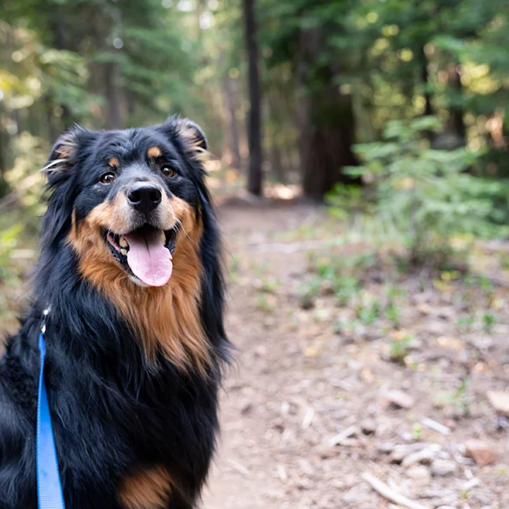 5 Best Dog-Friendly Hiking Trails in Fort Mill