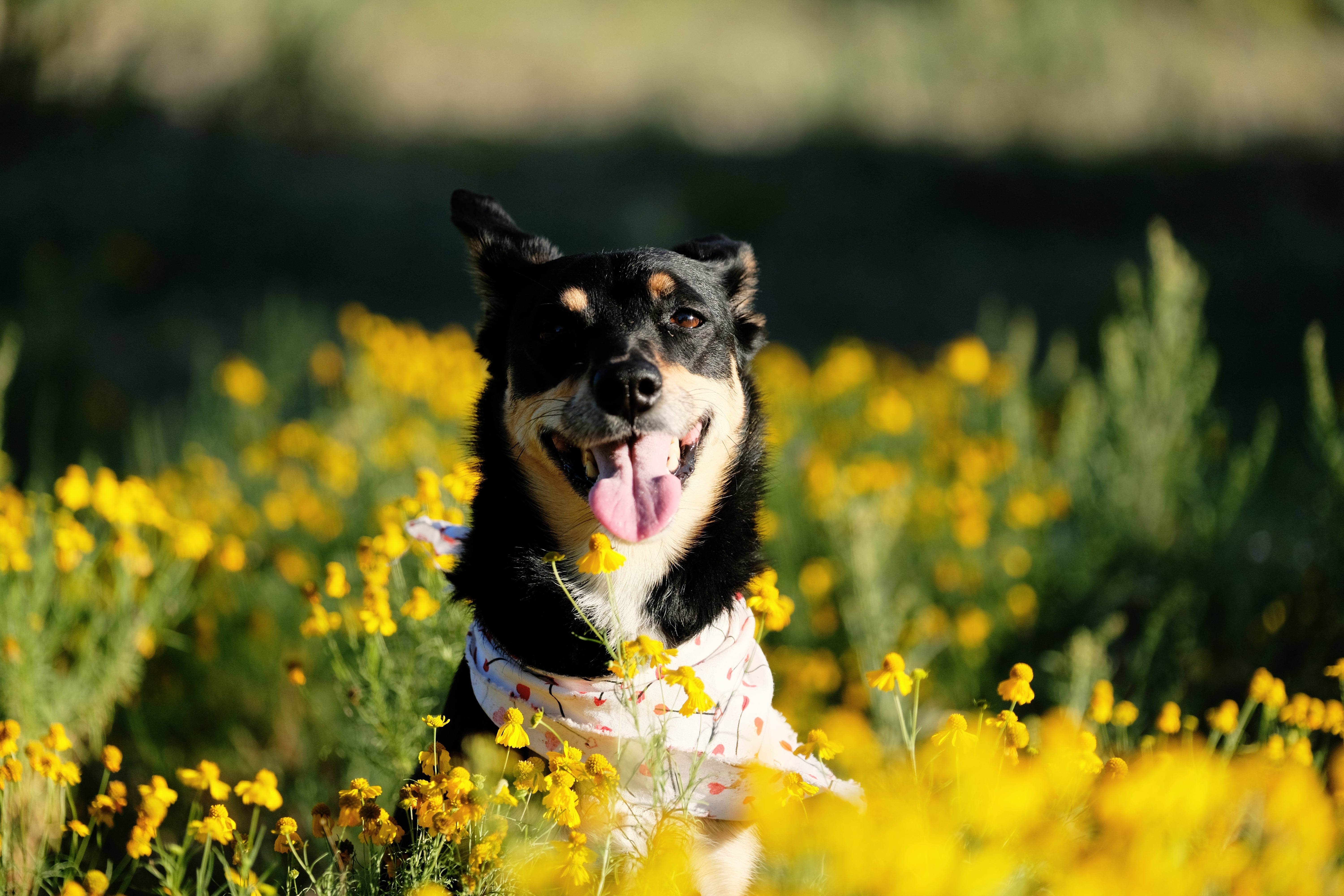 Dog-Friendly Parks, Trails, Restaurants, and Fun Activities in Flower Mound, TX