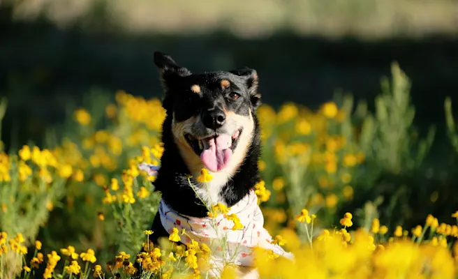 Dog-Friendly Parks, Trails, Restaurants, and Fun Activities in Flower Mound, TX