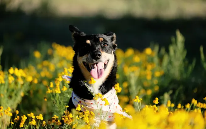 Dog-Friendly Parks, Trails, Restaurants, and Fun Activities in Flower Mound, TX