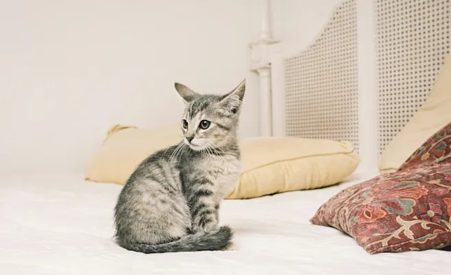 Why Is My Cat Peeing on My Bed?