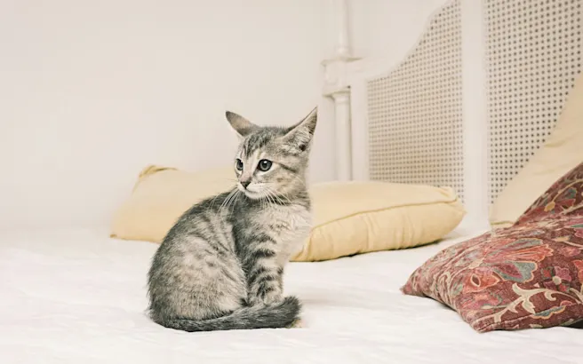 Why Is My Cat Peeing on My Bed?