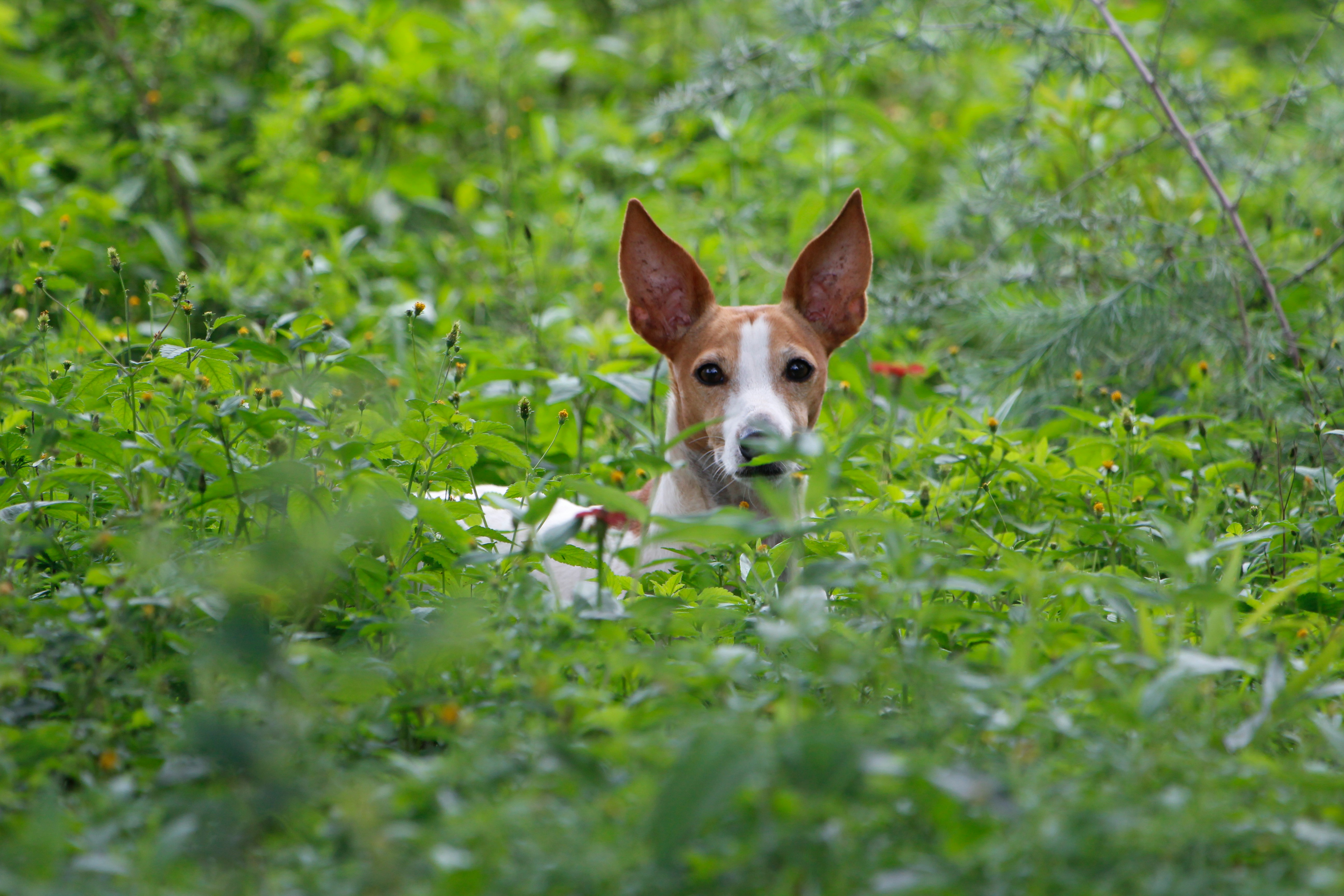 Why Is My Dog Scratching His Ears So Much?