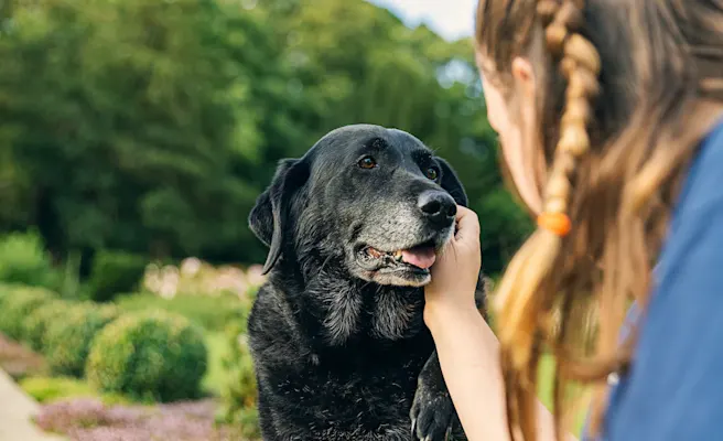 Hospice for Pets: Providing the Best Care at the End of Their Life