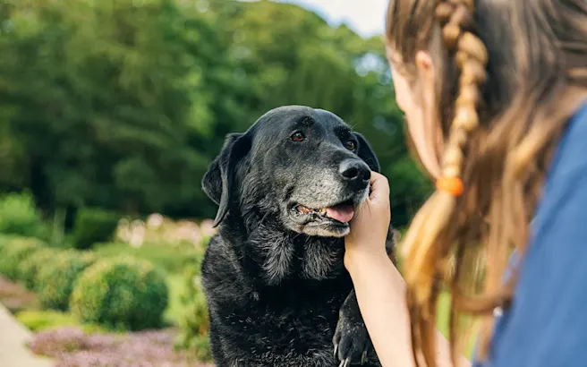 Hospice for Pets: Providing the Best Care at the End of Their Life