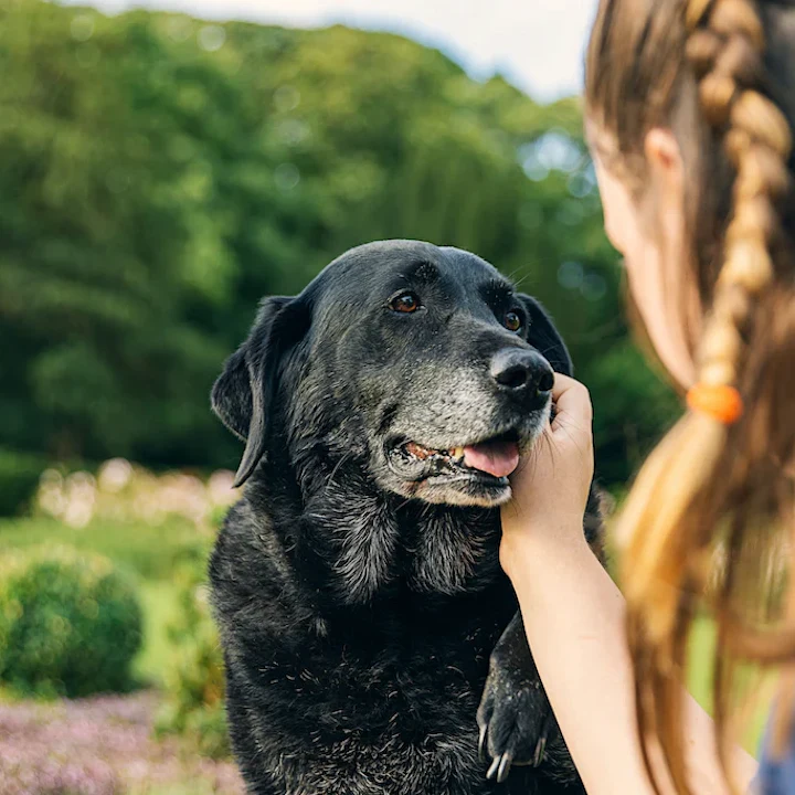 Hospice for Pets: Providing the Best Care at the End of Their Life