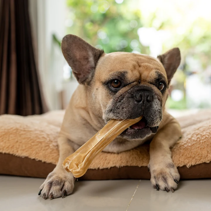 The Benefits of Pet Dental Care in Dogs