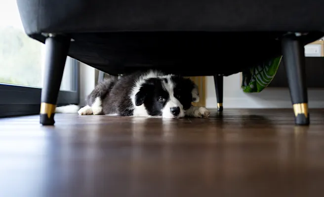 Keeping Your Pets Calm During Fireworks