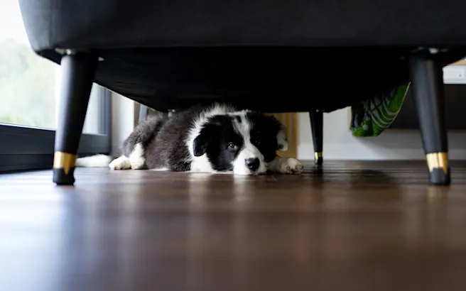 Keeping Your Pets Calm During Fireworks