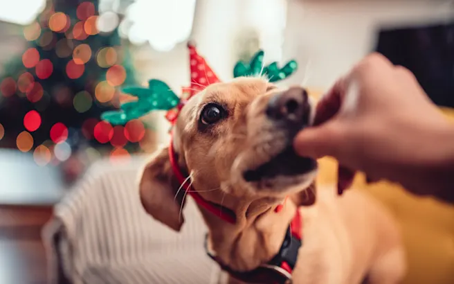 What Holiday Foods Can My Dog Eat?