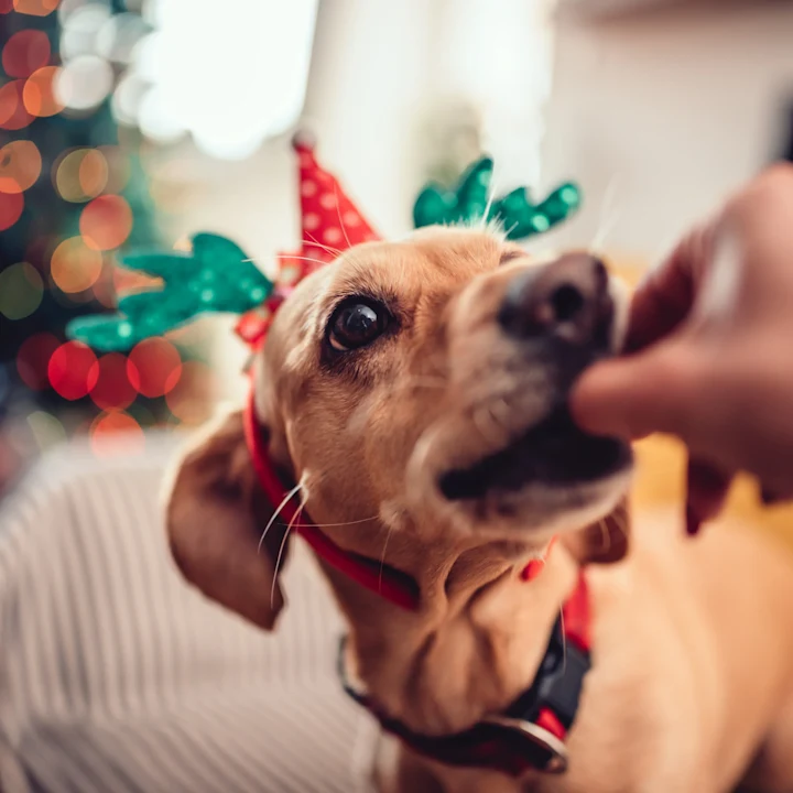 What Holiday Foods Can My Dog Eat?