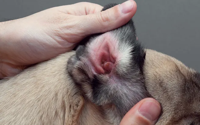 10 Symptoms of Skin Cancer in Dogs: Recognizing the Warning Signs