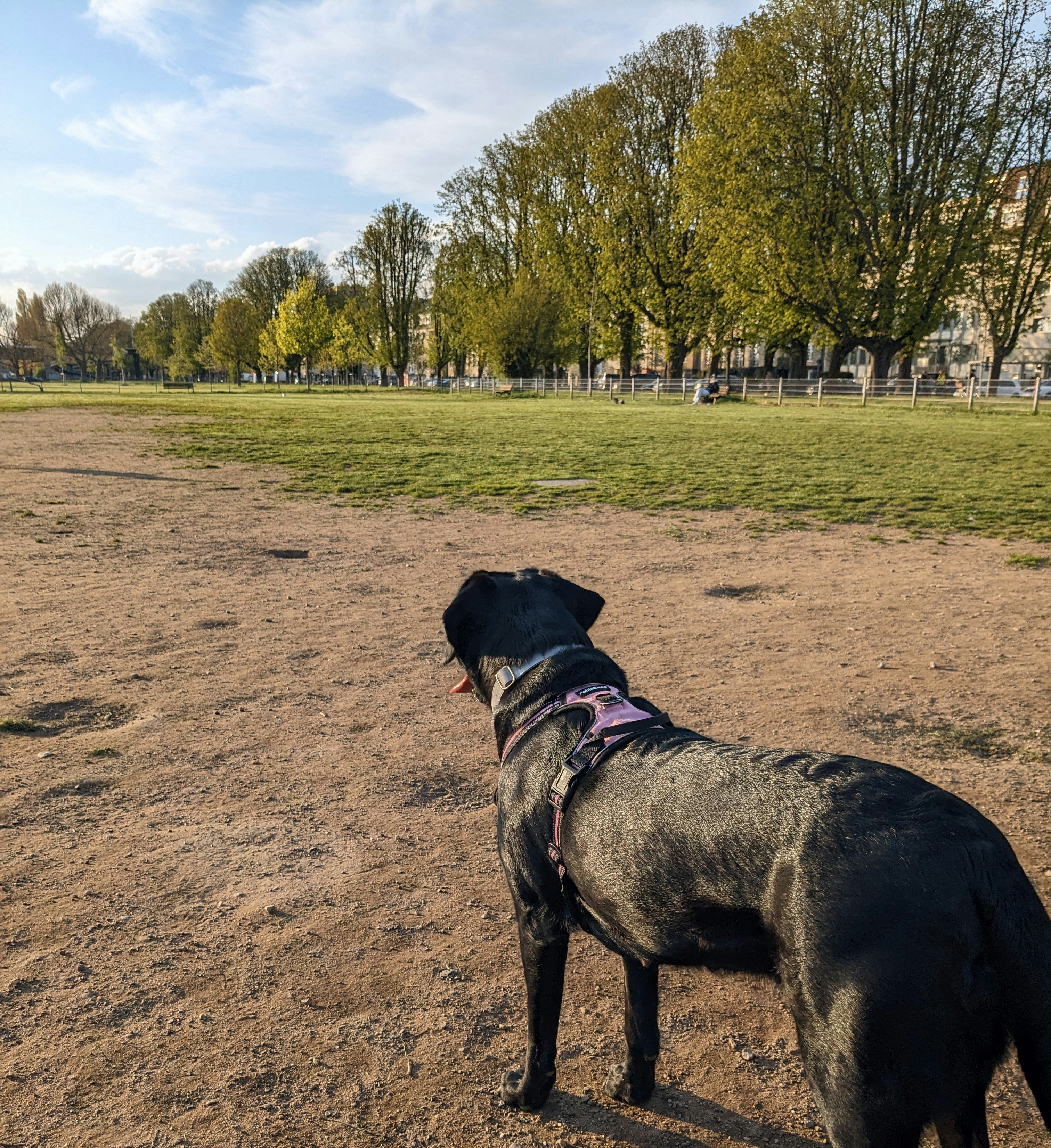 Best Dog-Friendly Places in Dallas