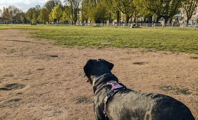 Best Dog-Friendly Places in Dallas