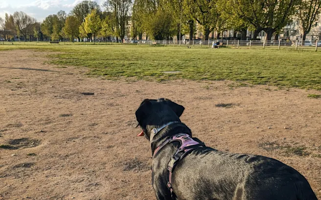 Best Dog-Friendly Places in Dallas