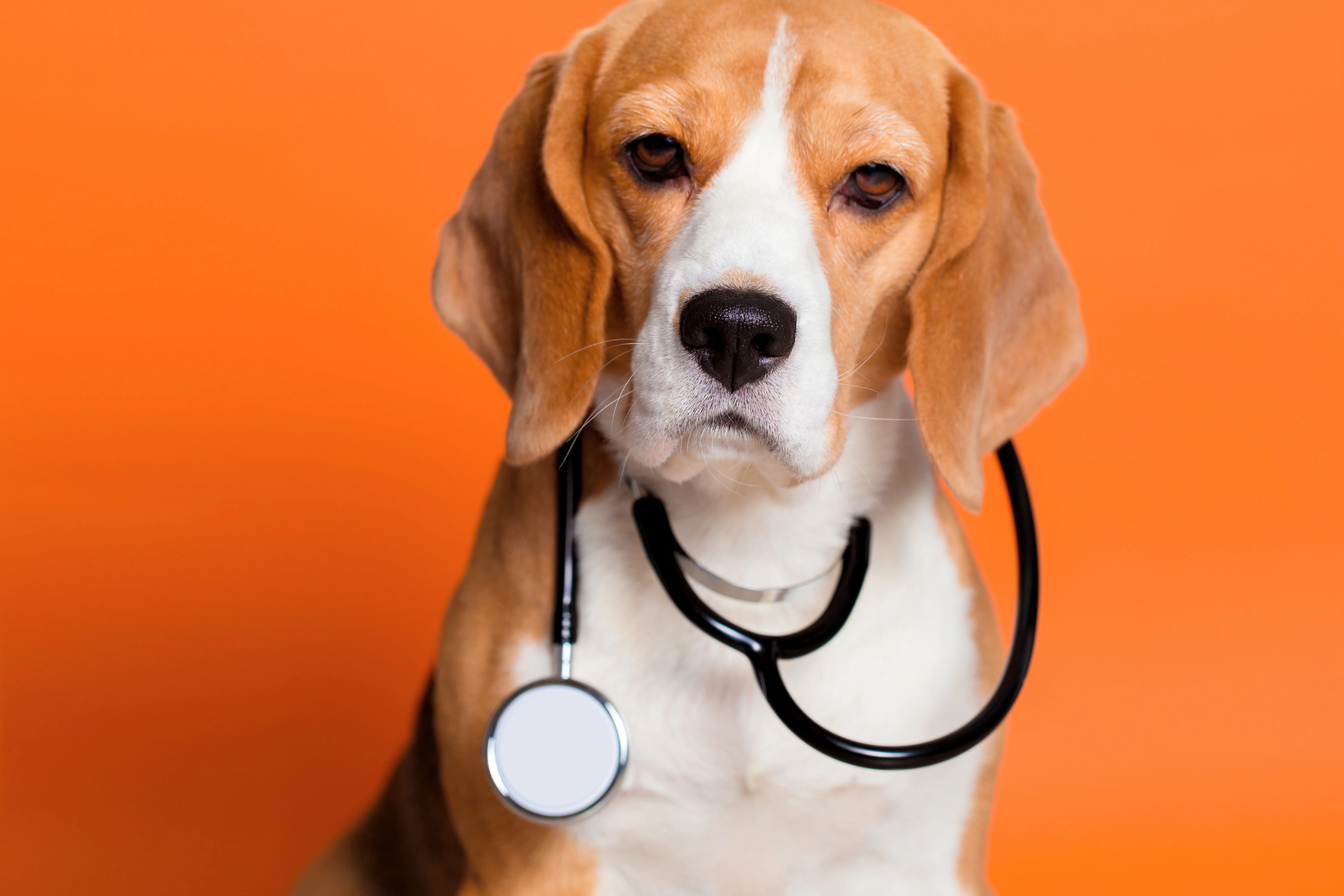 New Year, New Vet: How to Break Up With Your Pet's Vet