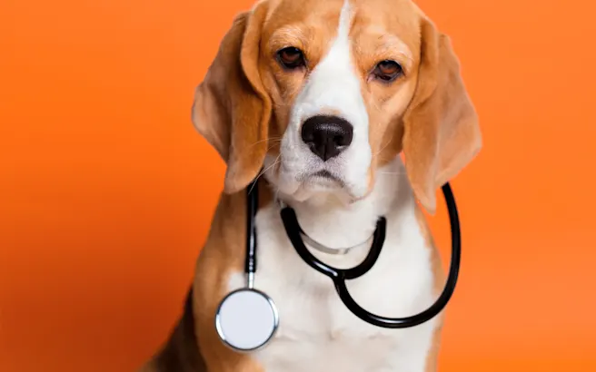 New Year, New Vet: How to Break Up With Your Pet's Vet