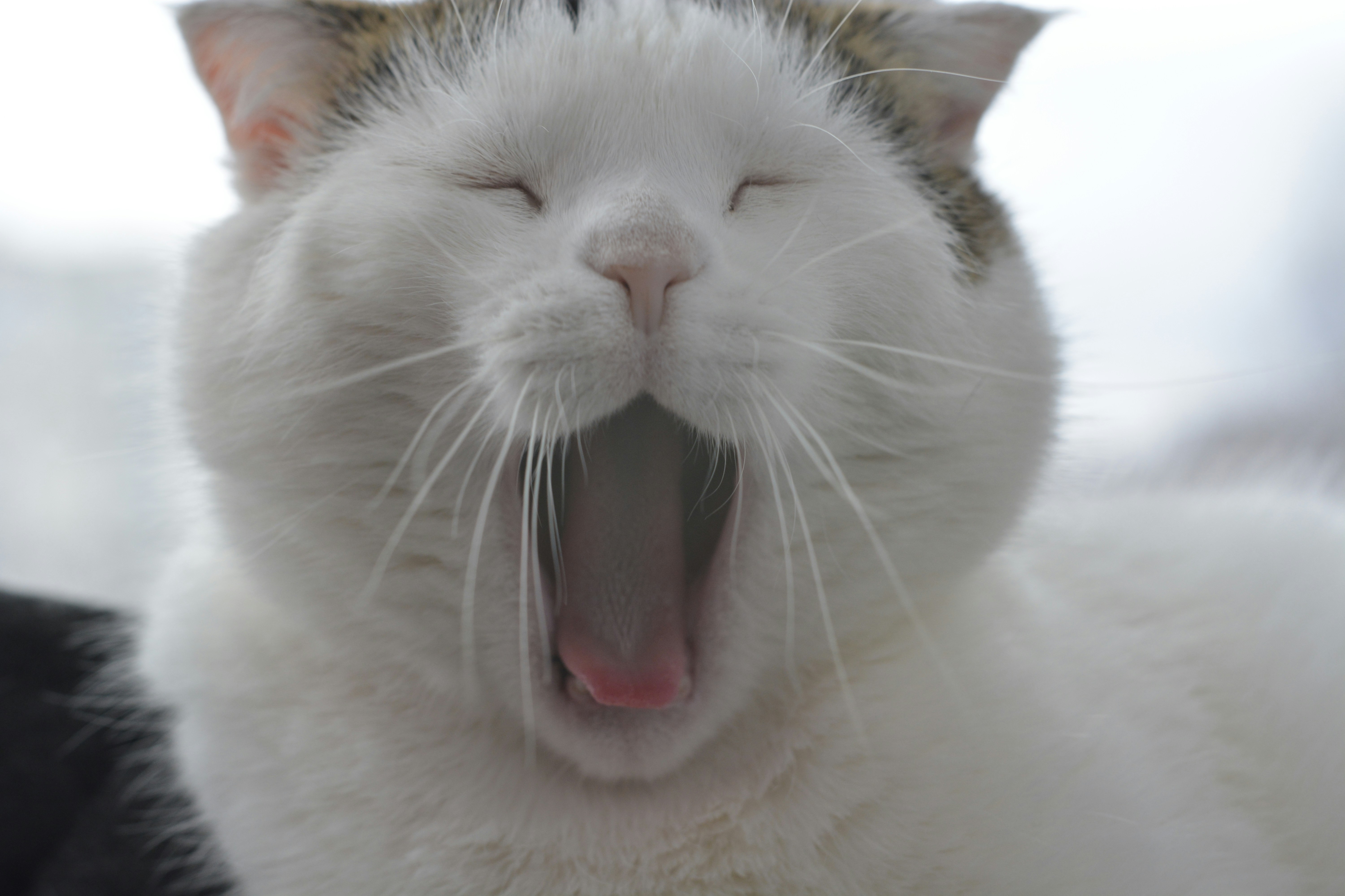 Tooth Decay in Cats and What It Means for Their Teeth