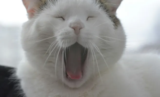 Tooth Decay in Cats and What It Means for Their Teeth