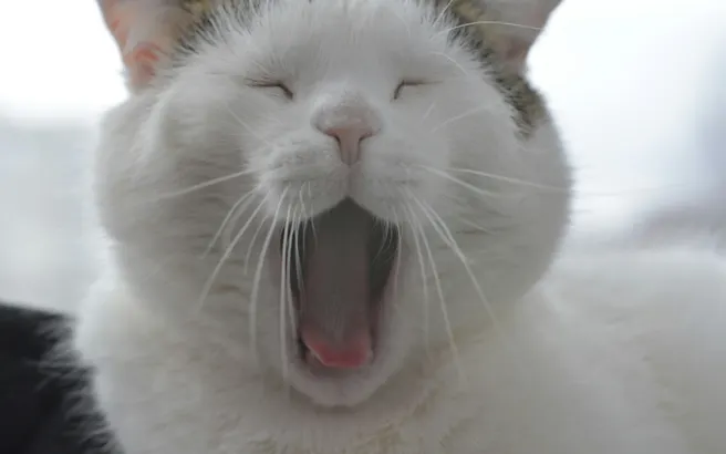 Tooth Decay in Cats and What It Means for Their Teeth