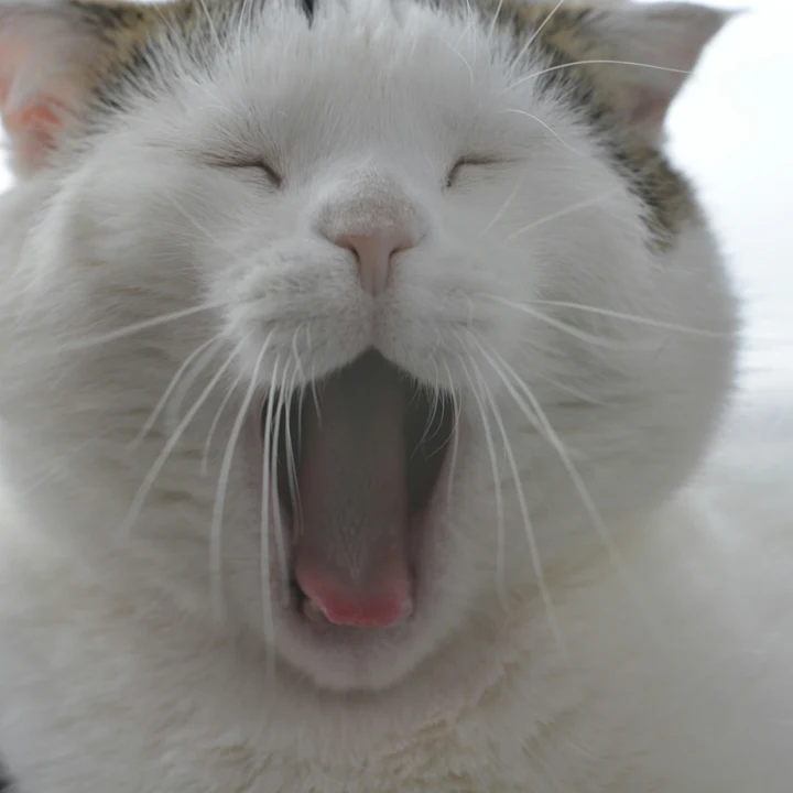 Tooth Decay in Cats and What It Means for Their Teeth