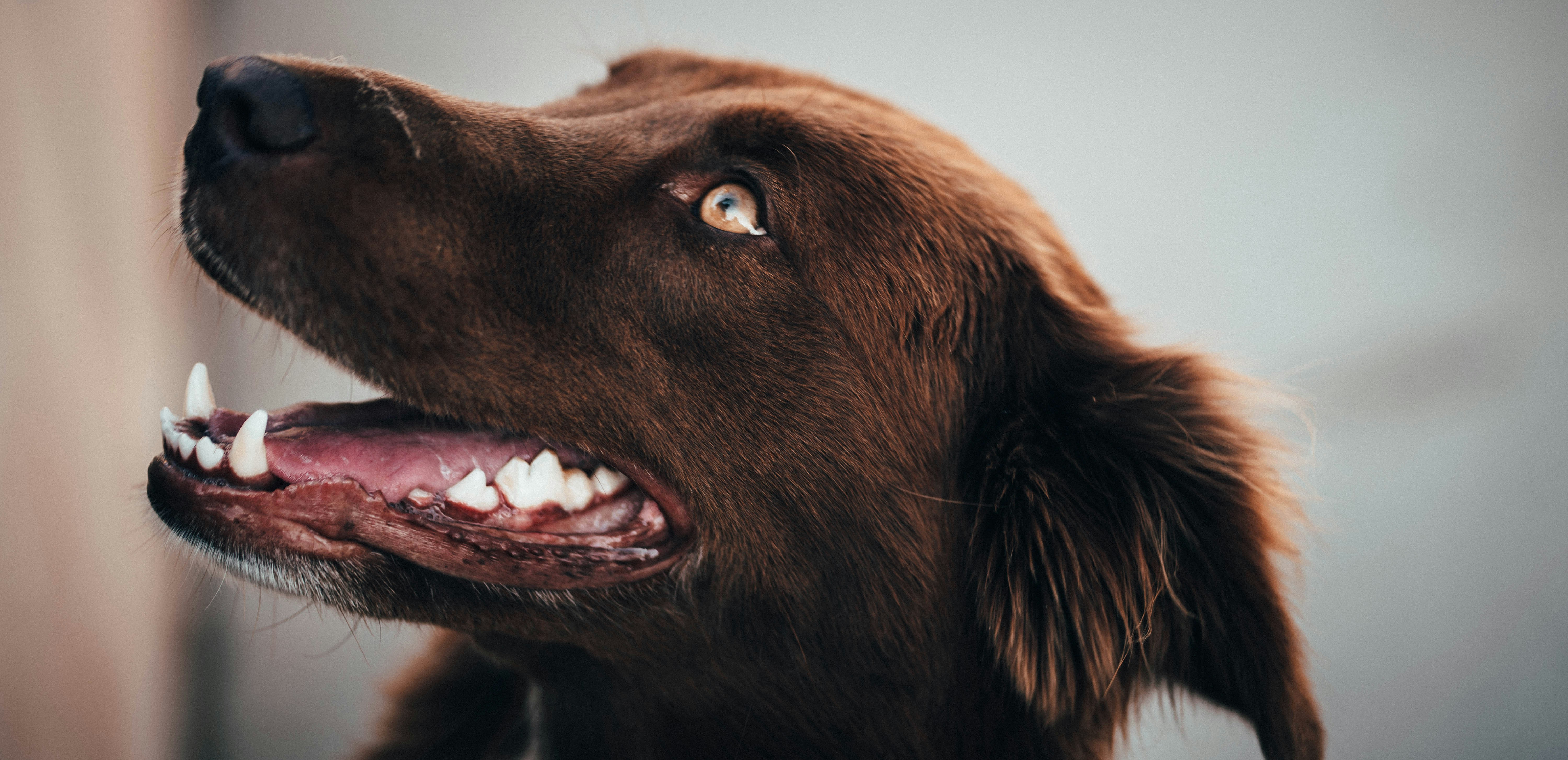 Gingivitis in Dogs: Signs, Causes & Treatment