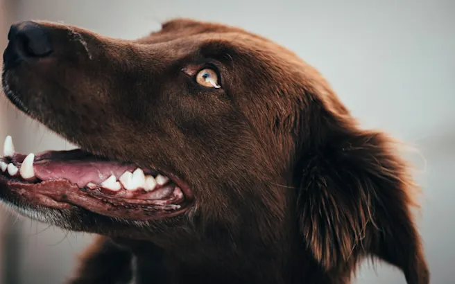 Gingivitis in Dogs: Signs, Causes & Treatment