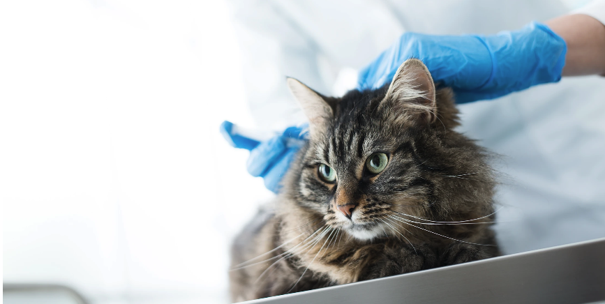 Essential Core Vaccines for Cats Explained