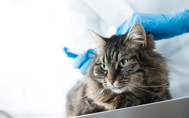 Essential Core Vaccines for Cats Explained