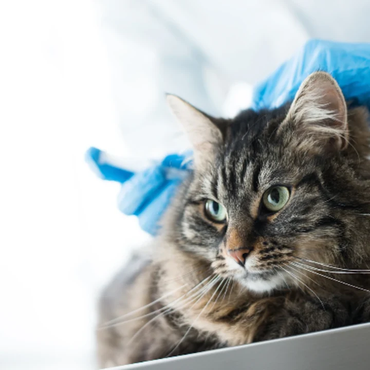 Essential Core Vaccines for Cats Explained
