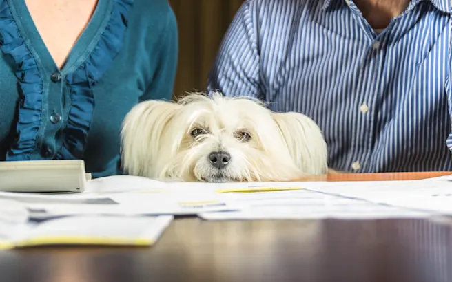 Vet Check-Up Costs: What to Expect
