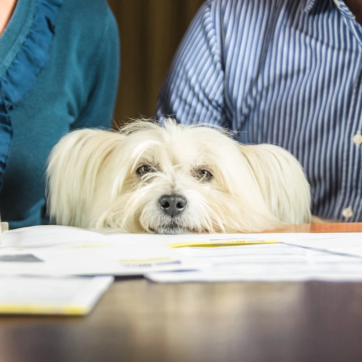 Vet Check-Up Costs: What to Expect