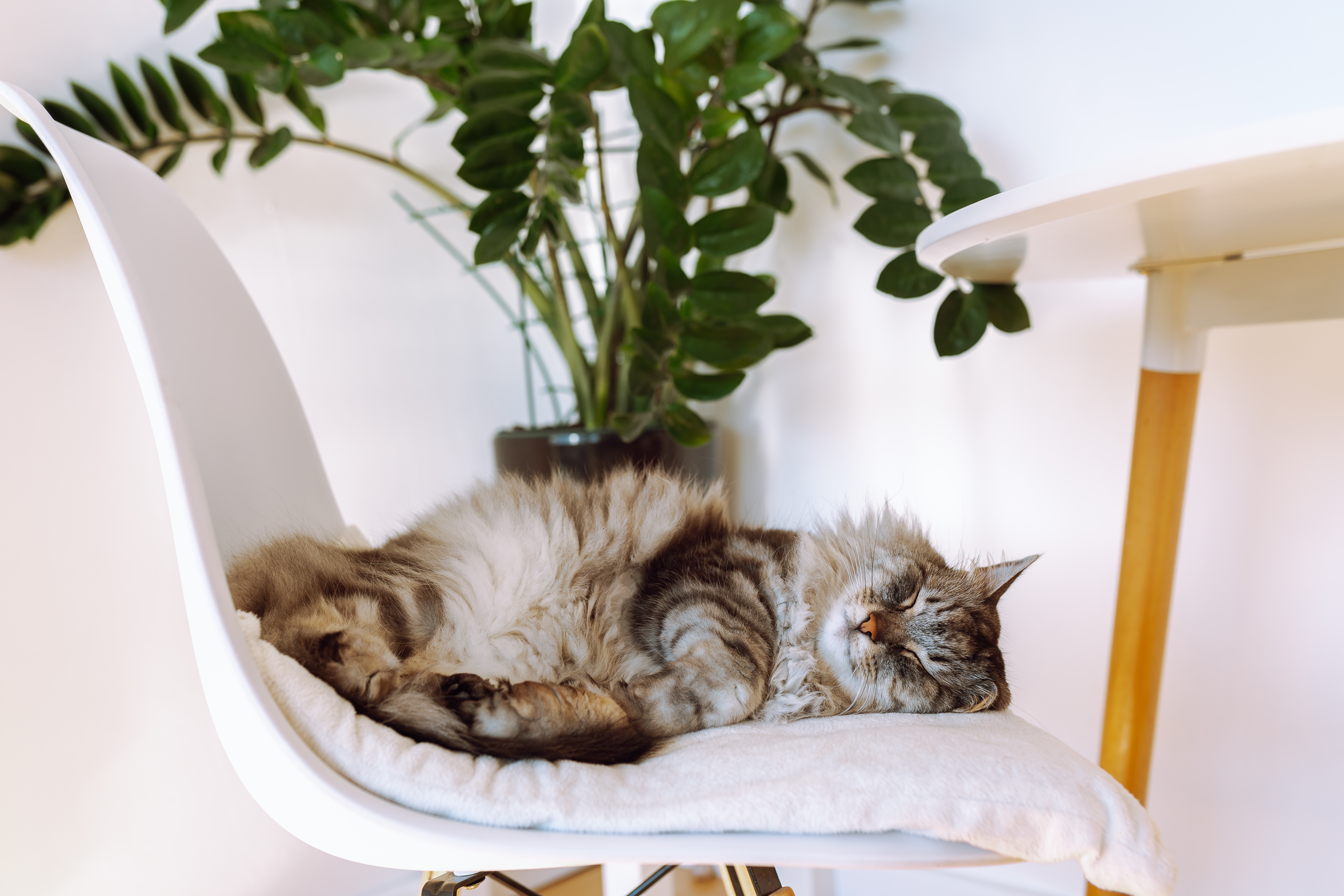 Heartworm Symptoms in Cats: Key Signs to Watch