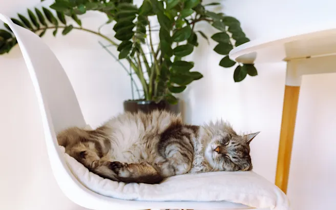 Heartworm Symptoms in Cats: Key Signs to Watch