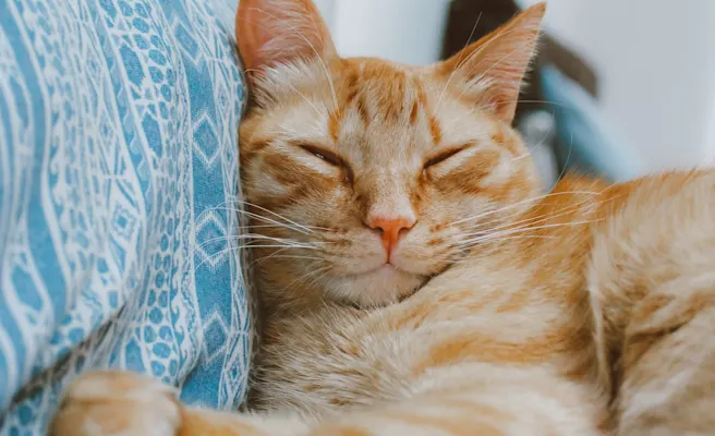 Why Do Cats Purr? The Fascinating Science Behind Your Feline Friend's Most Soothing Sound