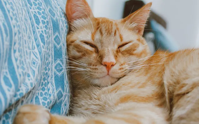 Why Do Cats Purr? The Fascinating Science Behind Your Feline Friend's Most Soothing Sound