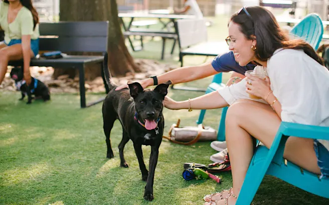 5 Dog-Friendly Parks in Charlotte
