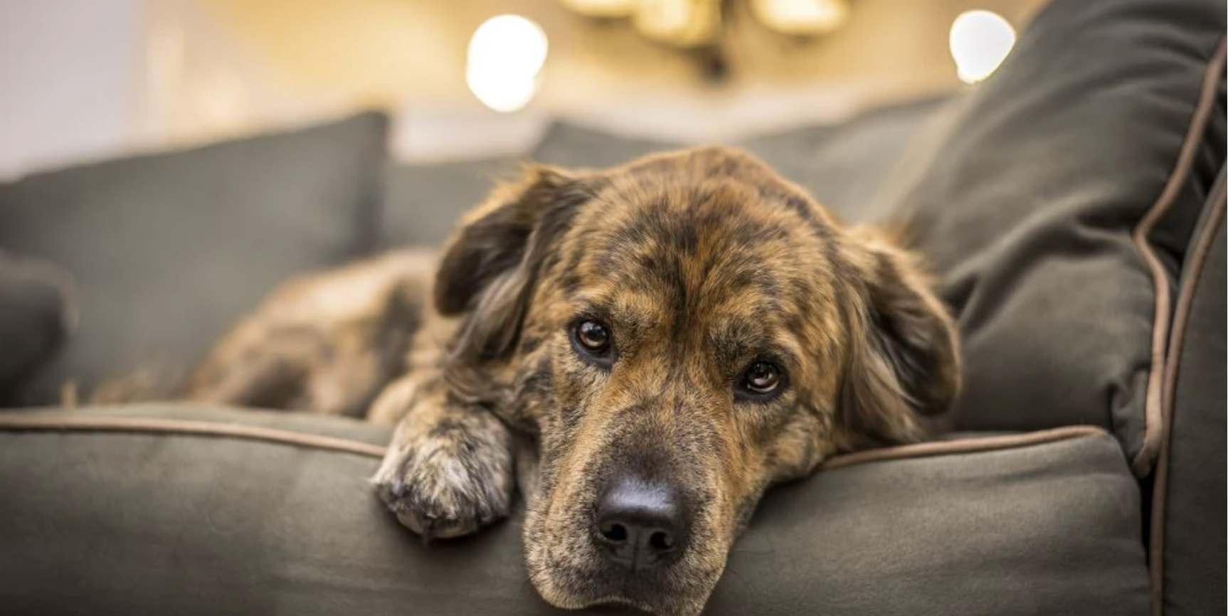 Recognize Dog Poisoning Symptoms Early